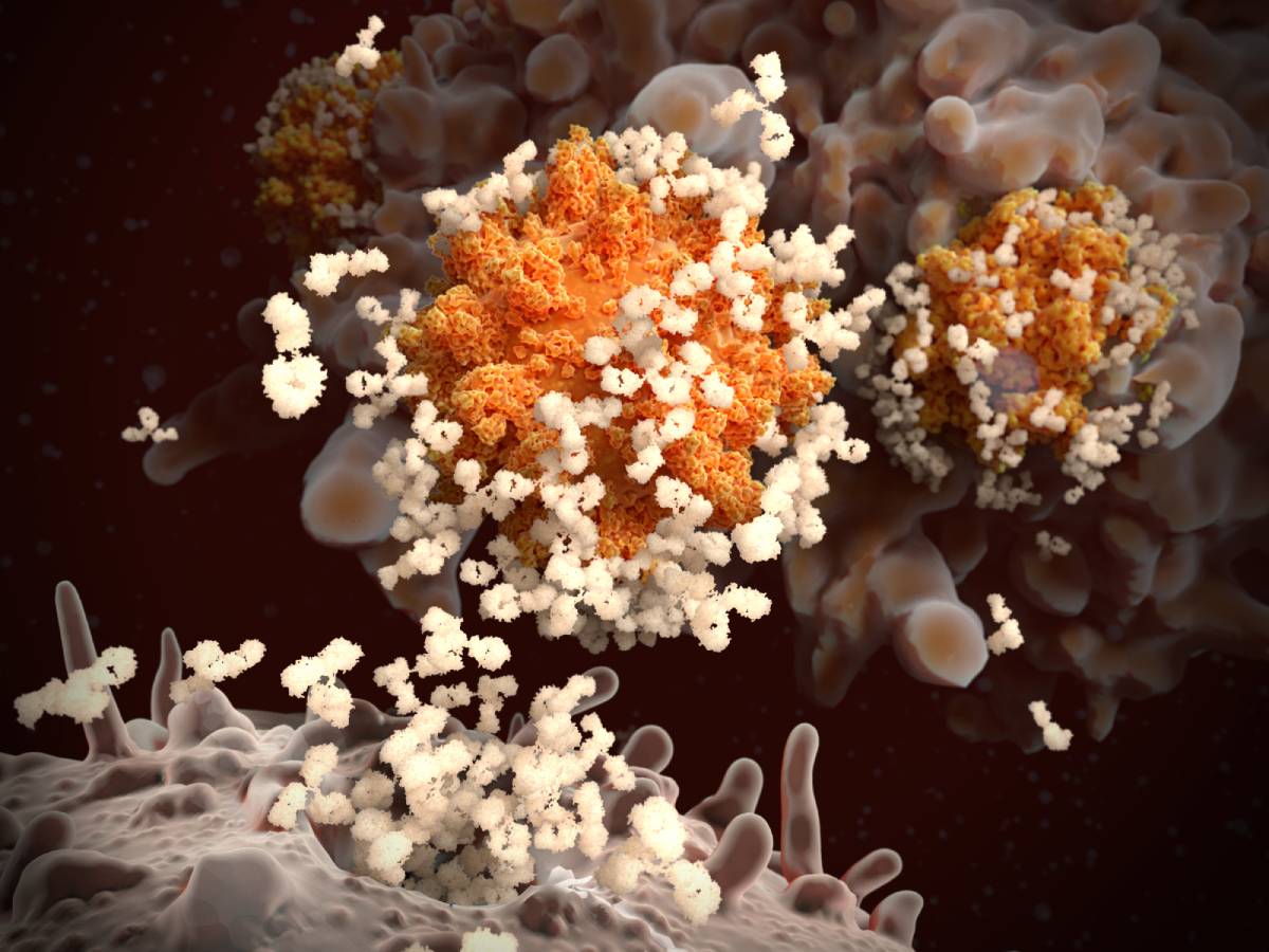 Long-Term Immune Response after COVID-19