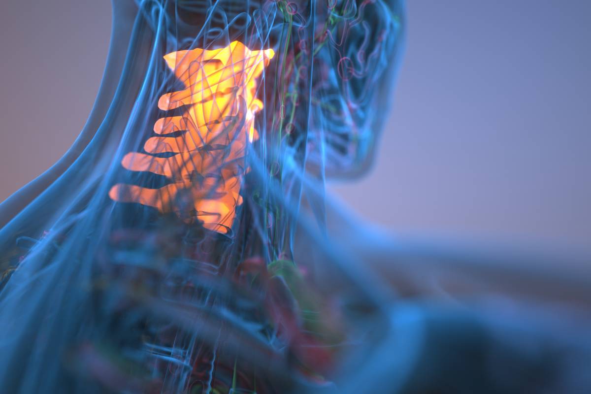 Vertebrae Associated with Upper Body Sensory Nerves